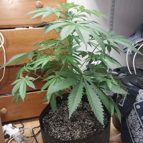 Super Skunk growlog timeline photo