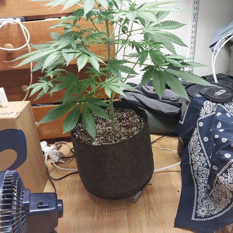 Super Skunk growlog timeline photo