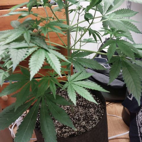 Super Skunk growlog timeline photo