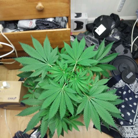 Super Skunk growlog timeline photo