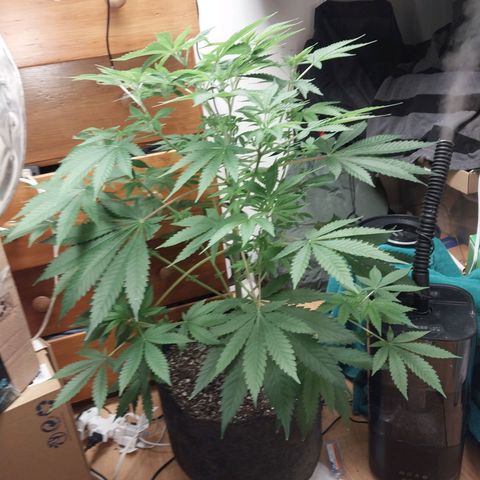 Super Skunk growlog timeline photo