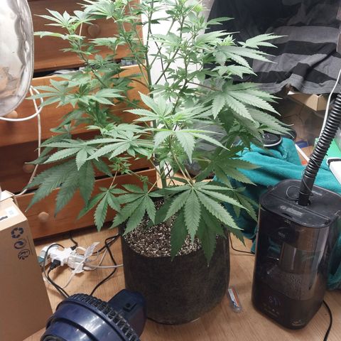 Super Skunk growlog timeline photo