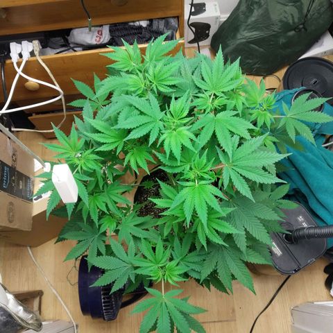 Super Skunk growlog timeline photo