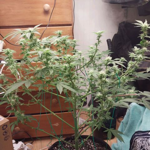 Super Skunk growlog timeline photo