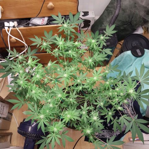 Super Skunk growlog timeline photo