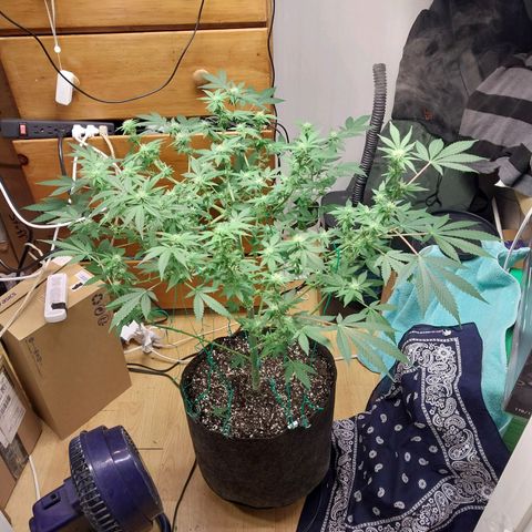 Super Skunk growlog timeline photo