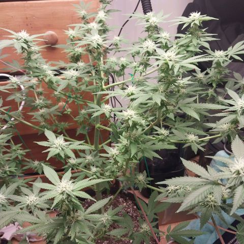 Super Skunk growlog timeline photo