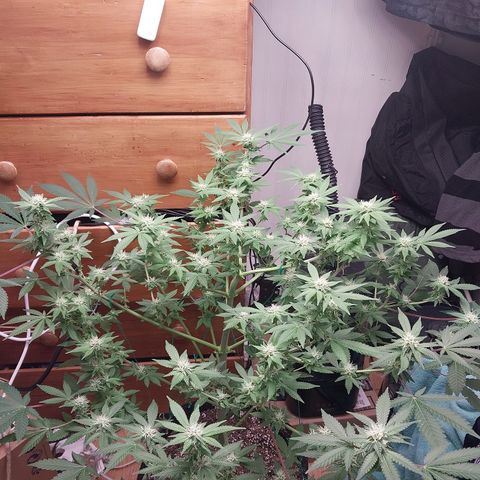 Super Skunk growlog timeline photo