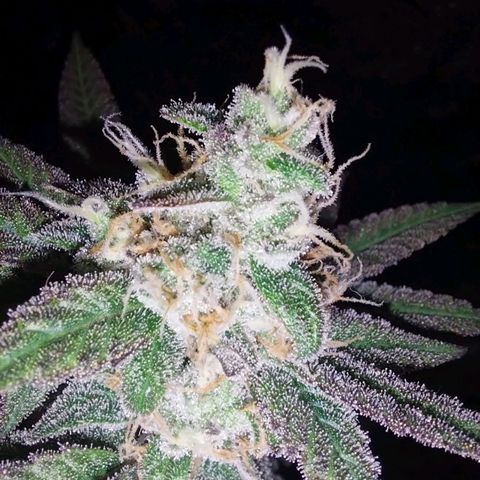 Super Skunk growlog timeline photo