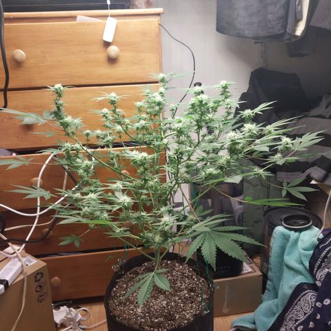 Super Skunk growlog timeline photo