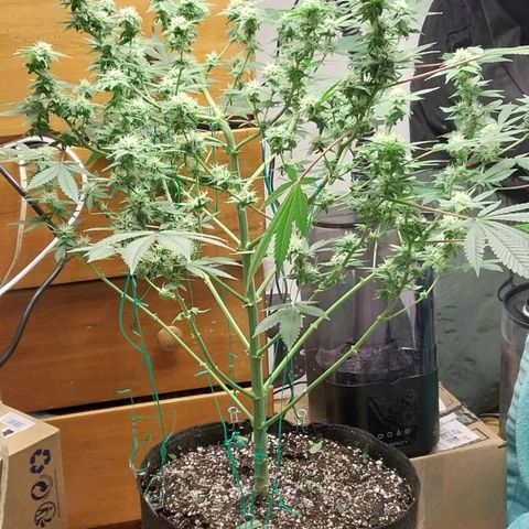 Super Skunk growlog timeline photo