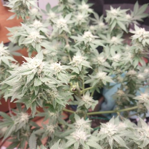 Super Skunk growlog timeline photo