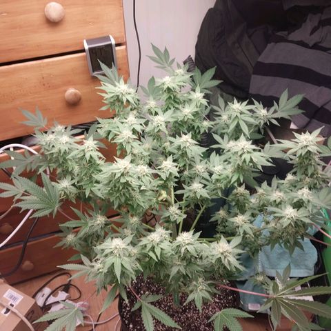 Super Skunk growlog timeline photo