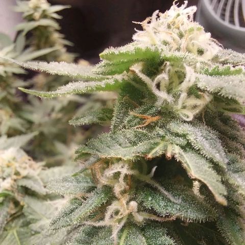 Super Skunk growlog timeline photo