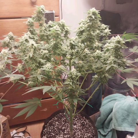 Super Skunk growlog timeline photo