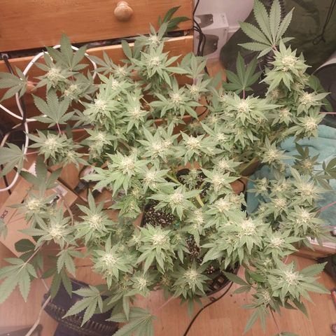 Super Skunk growlog timeline photo