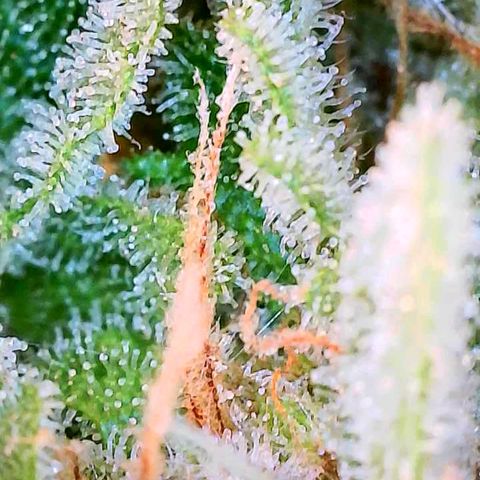 Super Skunk growlog timeline photo