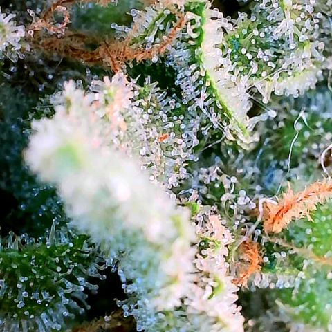 Super Skunk growlog timeline photo