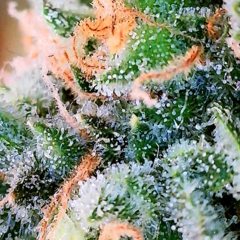Super Skunk growlog timeline photo
