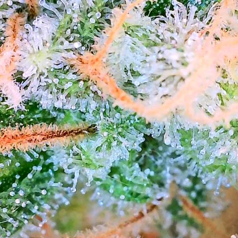 Super Skunk growlog timeline photo