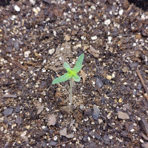 Cheesus Christ growlog photo: Morning check up