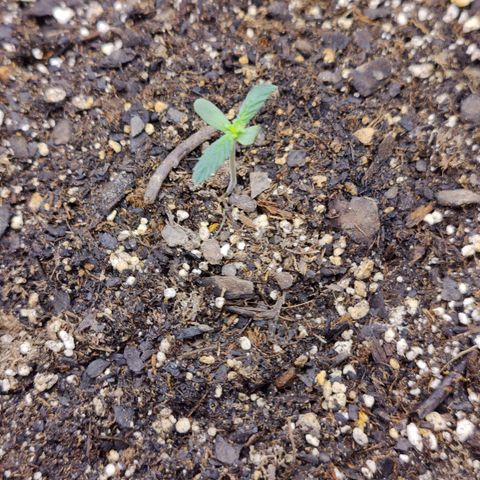 Cheesus Christ growlog photo: Morning check up