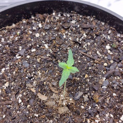Cheesus Christ growlog photo: Pheno 1