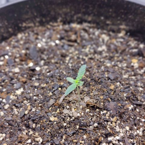 Cheesus Christ growlog photo: Pheno 2