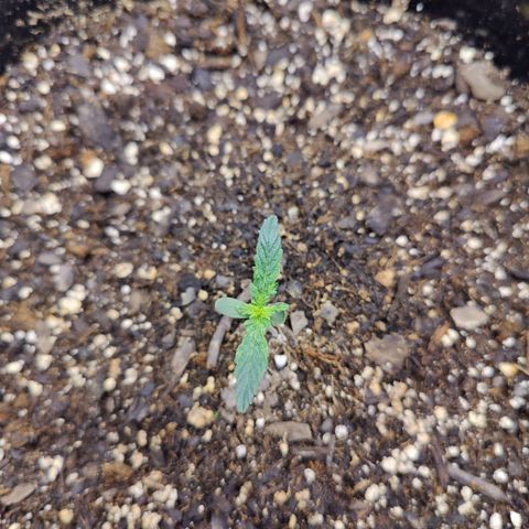 Cheesus Christ growlog photo: Pheno 2