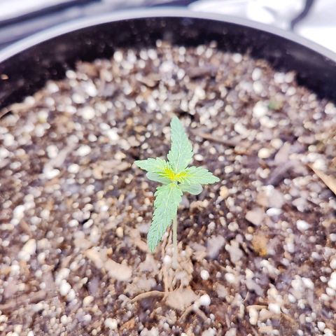 Cheesus Christ growlog photo: Pheno 1