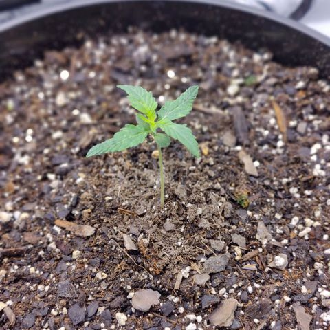 Cheesus Christ growlog timeline photo