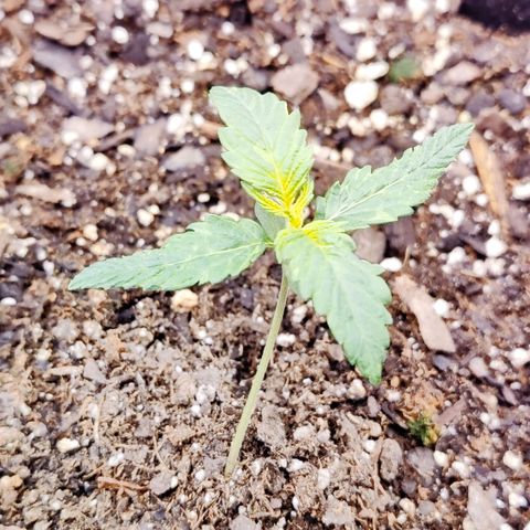 Cheesus Christ growlog timeline photo