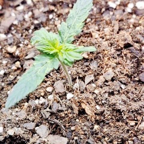 Cheesus Christ growlog timeline photo
