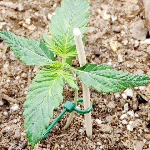 Cheesus Christ growlog timeline photo
