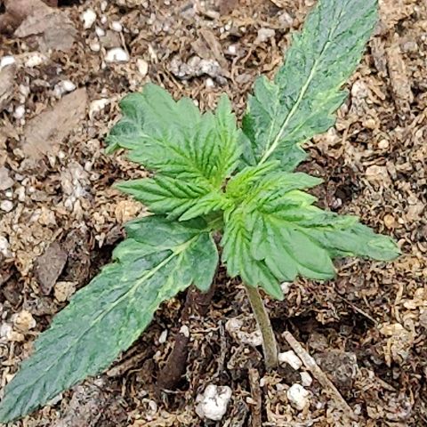 Cheesus Christ growlog timeline photo