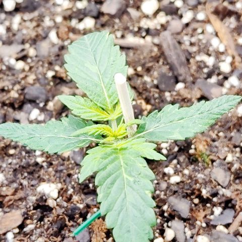 Cheesus Christ growlog timeline photo