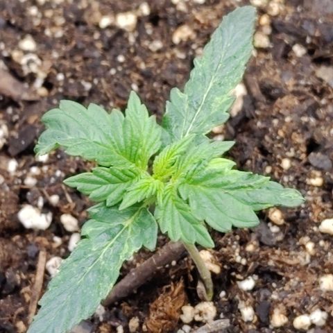 Cheesus Christ growlog timeline photo