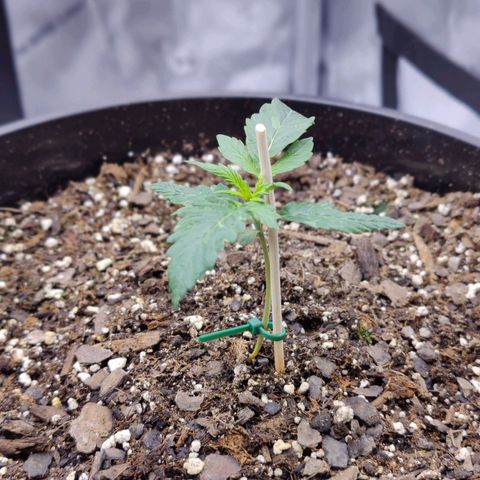 Cheesus Christ growlog timeline photo