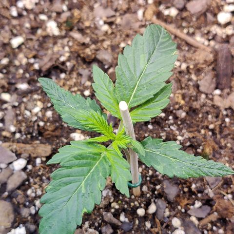 Cheesus Christ growlog timeline photo
