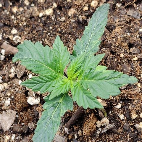 Cheesus Christ growlog timeline photo