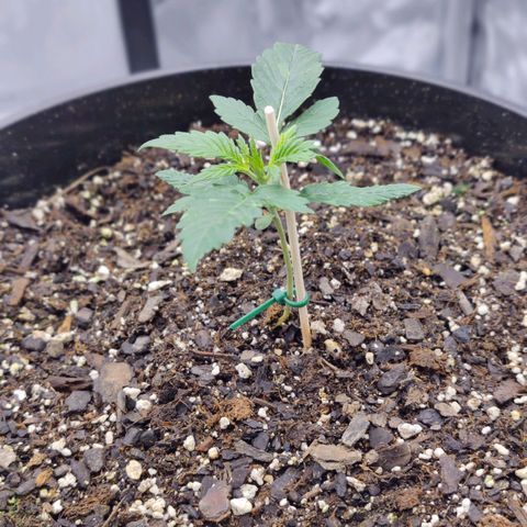 Cheesus Christ growlog timeline photo