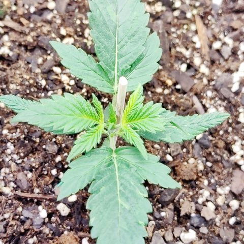 Cheesus Christ growlog timeline photo