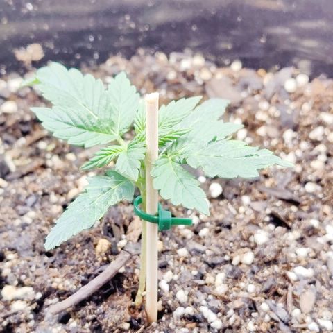 Cheesus Christ growlog timeline photo