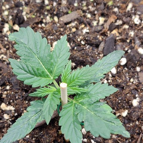 Cheesus Christ growlog timeline photo