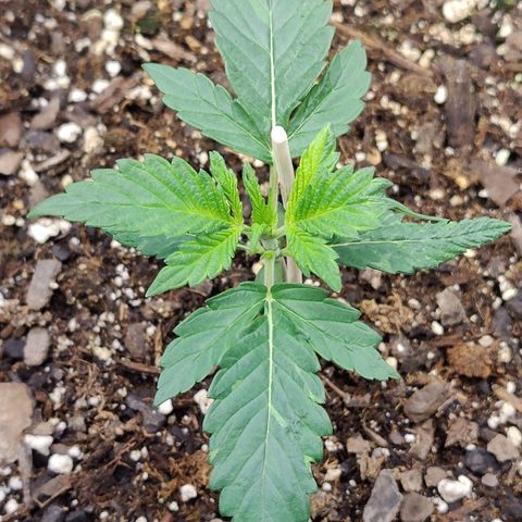 Cheesus Christ growlog timeline photo