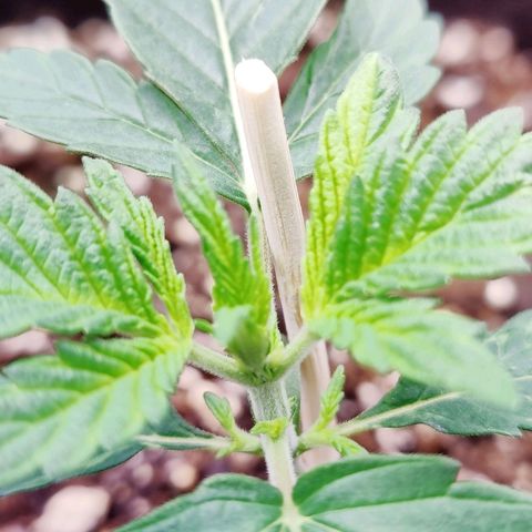 Cheesus Christ growlog timeline photo
