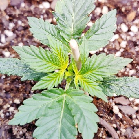 Cheesus Christ growlog timeline photo