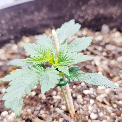Cheesus Christ growlog timeline photo