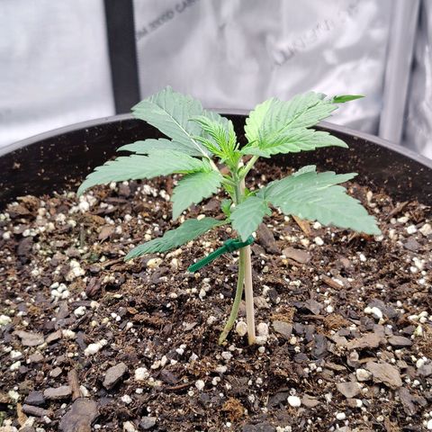 Cheesus Christ growlog timeline photo