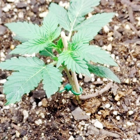 Cheesus Christ growlog timeline photo
